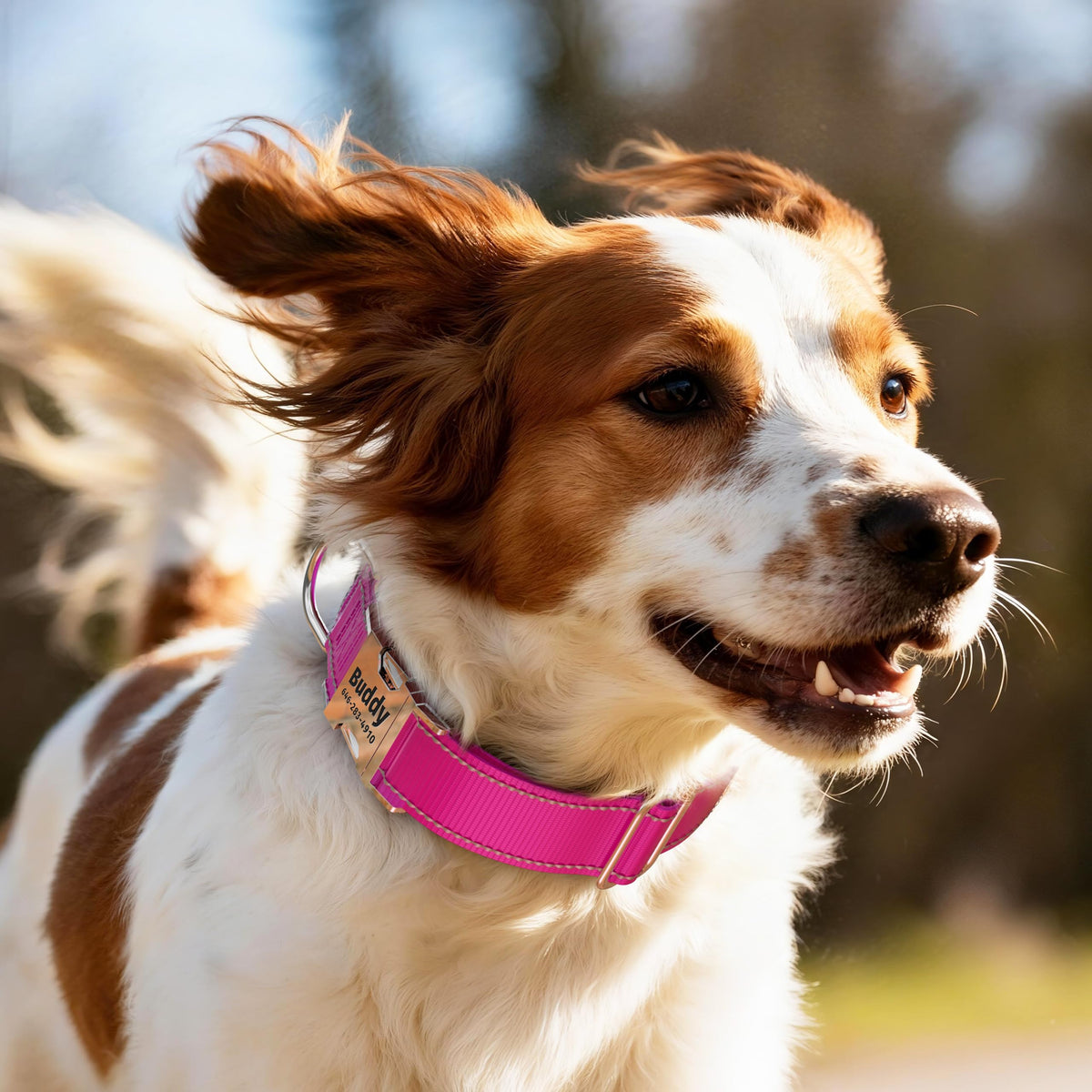 Reflective Dog Collar with Engraved ID Tag H976365